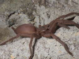 Image of Java Yellow Kneed Tarantula