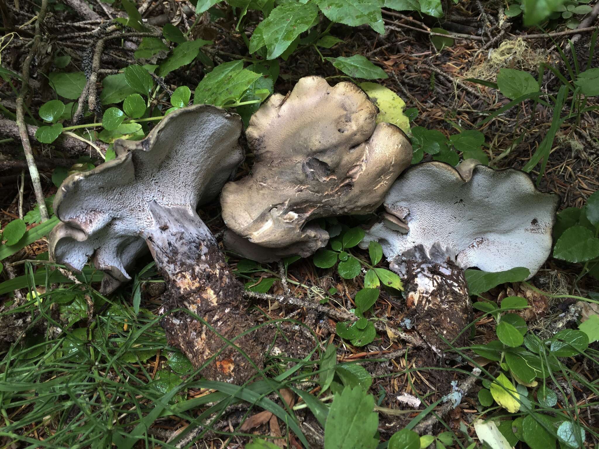 Image de Polypore blanc-et noir