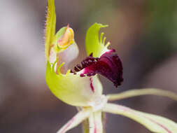 Image of Small spider orchid