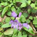 Image of Rattan's beardtongue