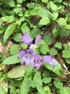 Image of Rattan's beardtongue