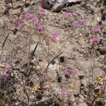 Image of Douglas' spineflower