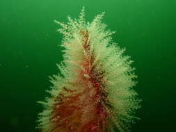 Image of bell hydroid