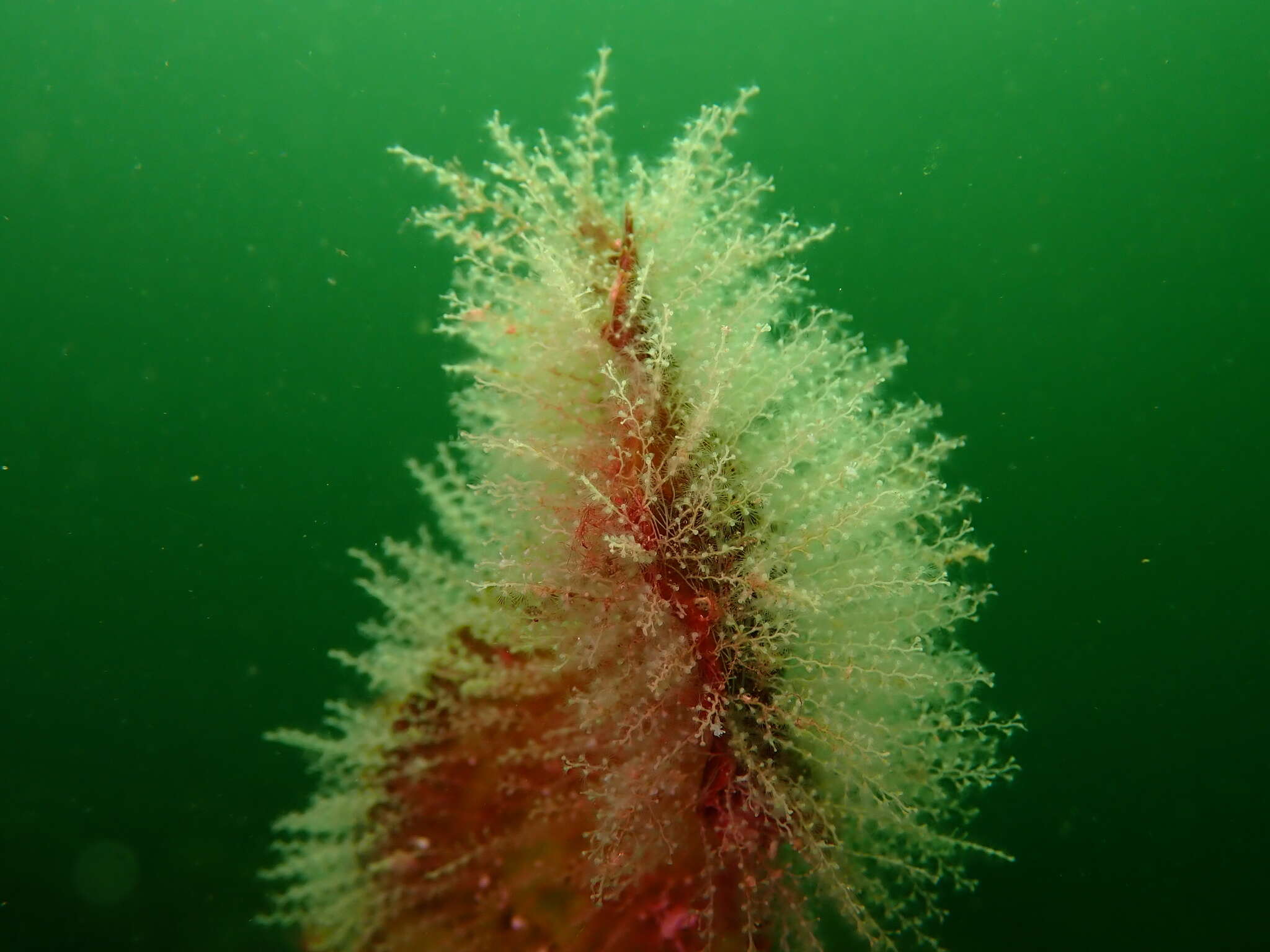 Image of bell hydroid