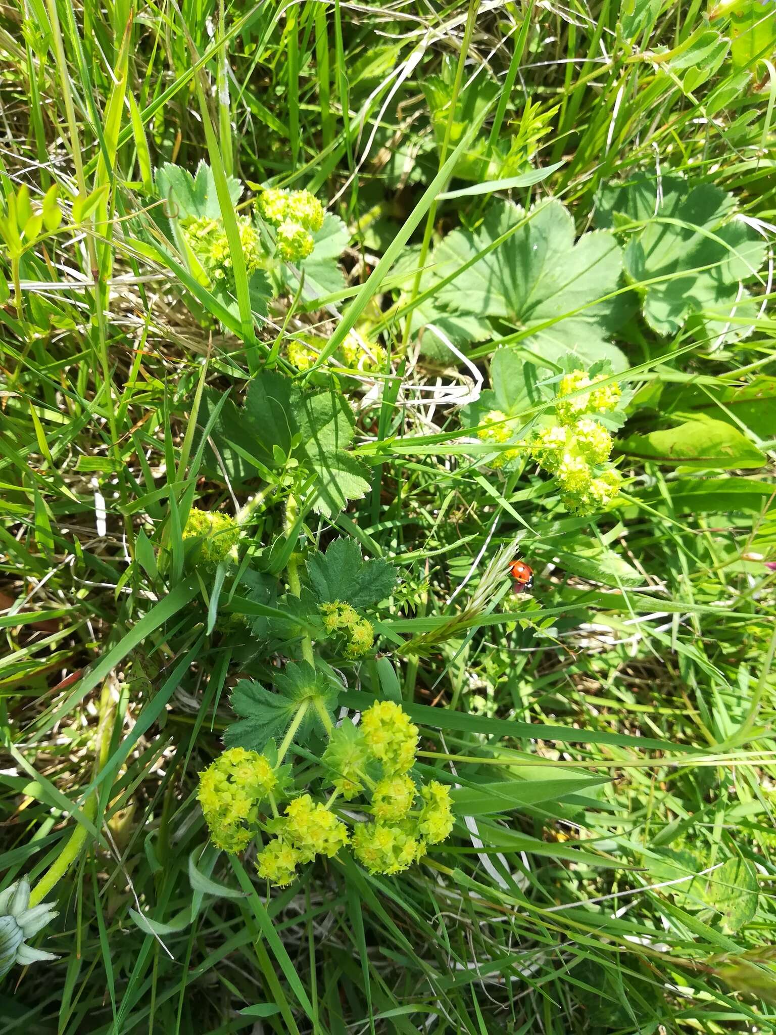 Image of Alchemilla plicata Buser