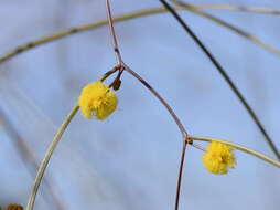 Sivun Acacia anfractuosa Maslin kuva