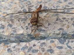 Image de Sympetrum gilvum (Selys 1884)