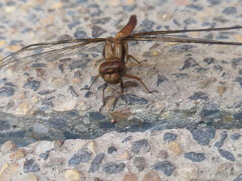 Sympetrum gilvum (Selys 1884) resmi