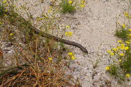 Image of Pseudonaja affinis exilis Storr 1989