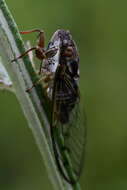 Image of Diceroprocta olympusa (Walker & F. 1850)