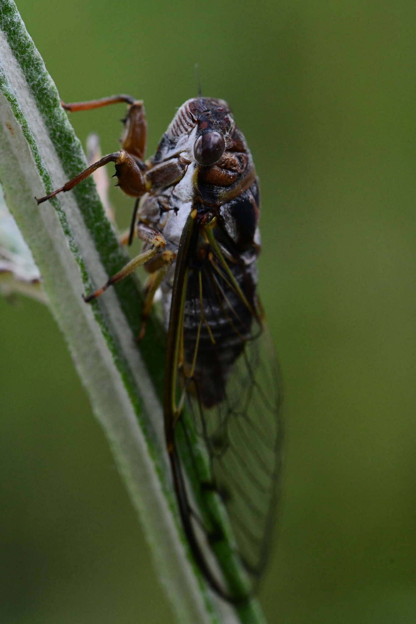 Plancia ëd Diceroprocta olympusa (Walker & F. 1850)