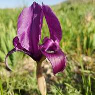 Image of Iris barnumiae Foster & Baker