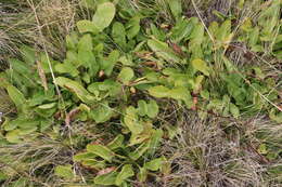 Image of adobe snakeroot