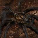 Image of Cuban Bronze Tarantula