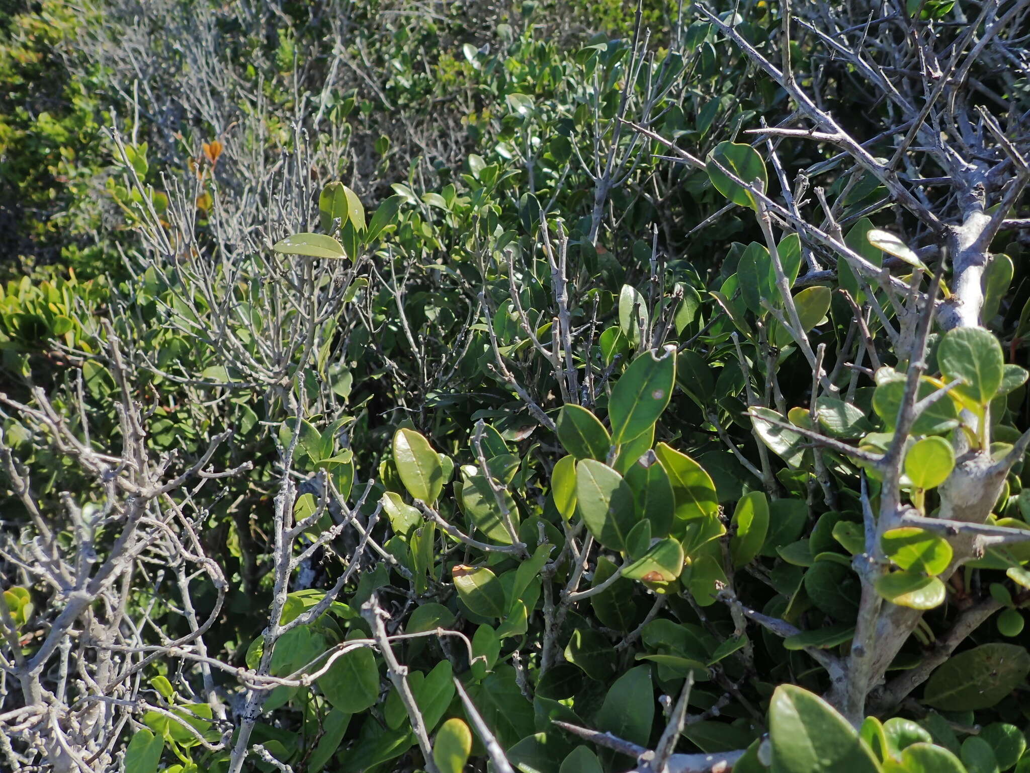 Image of Noronhia foveolata subsp. tomentella (I. Verd.) Hong-Wa & Besnard