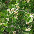 Image of Cotoneaster suavis Pojark.