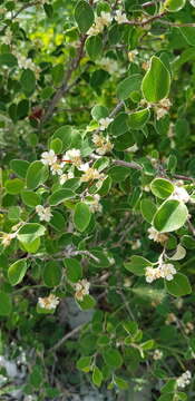 Image of Cotoneaster suavis Pojark.