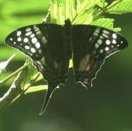 Image of Dappled Daggerwing