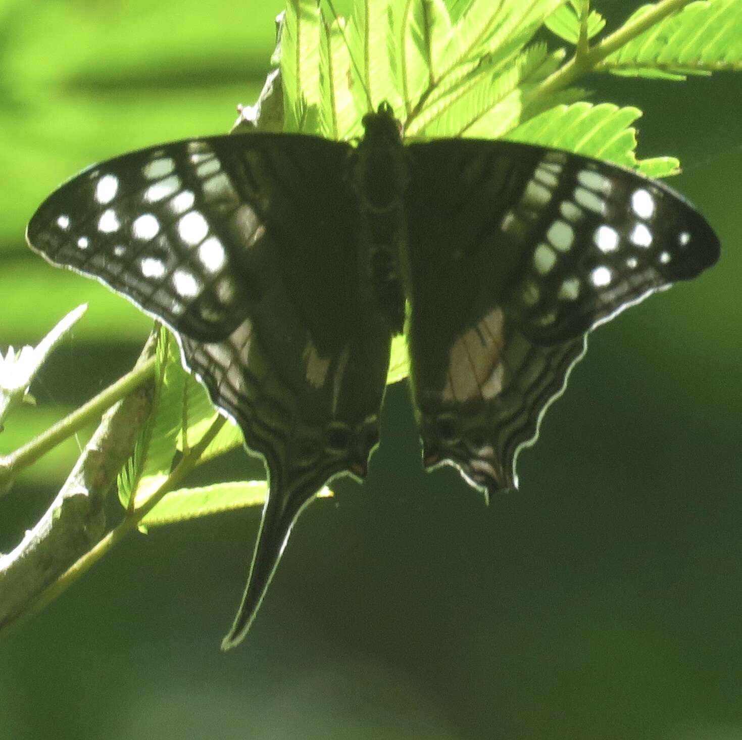 Image of Dappled Daggerwing