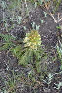 Image of Pedicularis kaufmannii Pinzger