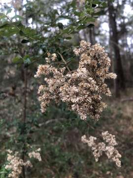 Plancia ëd Cassinia subtropica F. Müll.