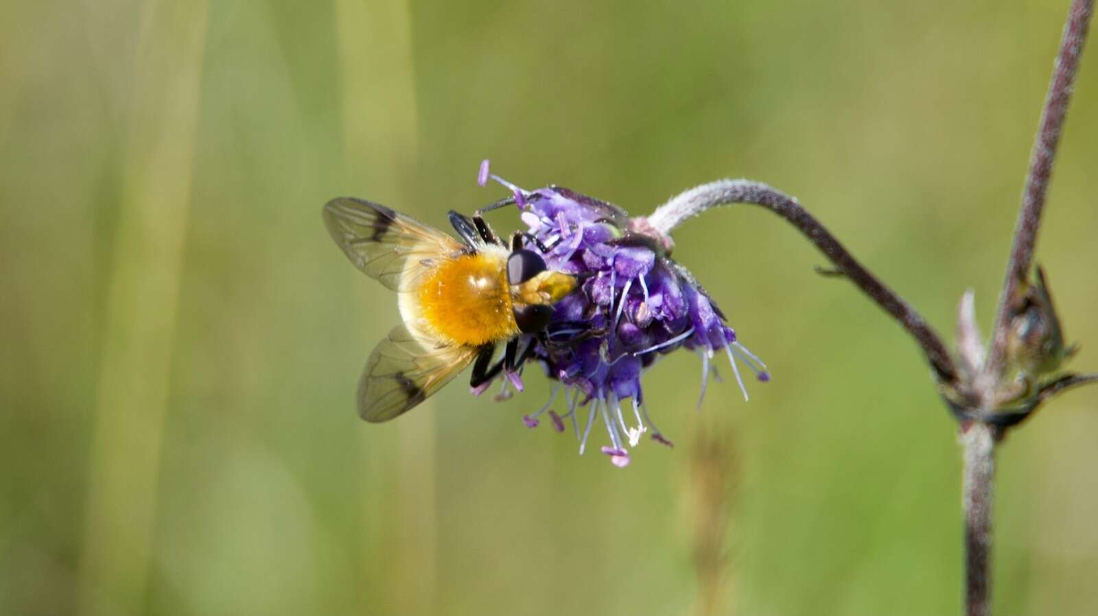 Sericomyia superbiens (Muller 1776) resmi