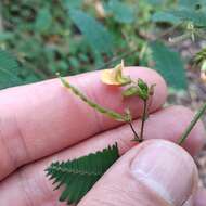 Image of hairy jointvetch