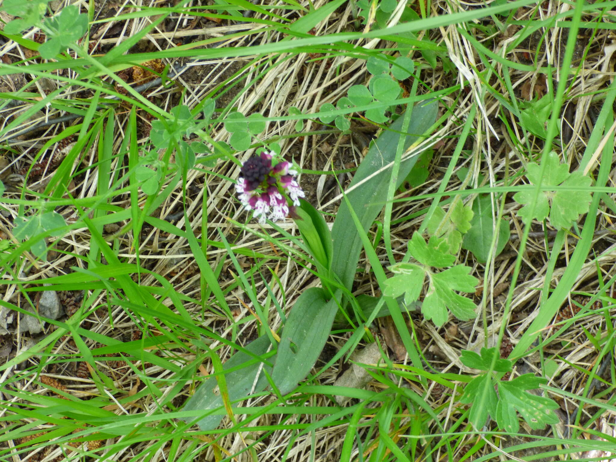 Image of Burnt orchid