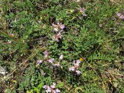 Image of Ozark milkvetch