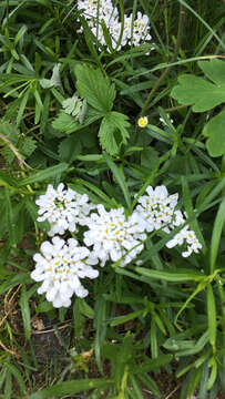 Plancia ëd Iberis sempervirens L.