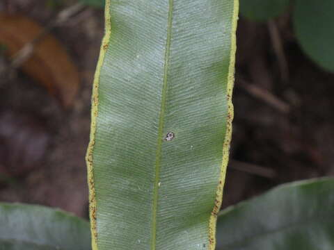 Image of Pteris venusta Kunze