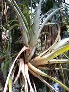 Image of leatherleaf airplant