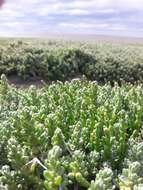 Image of Salicornia magellanica Phil.