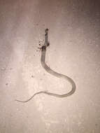 Image of Baja California Coachwhip