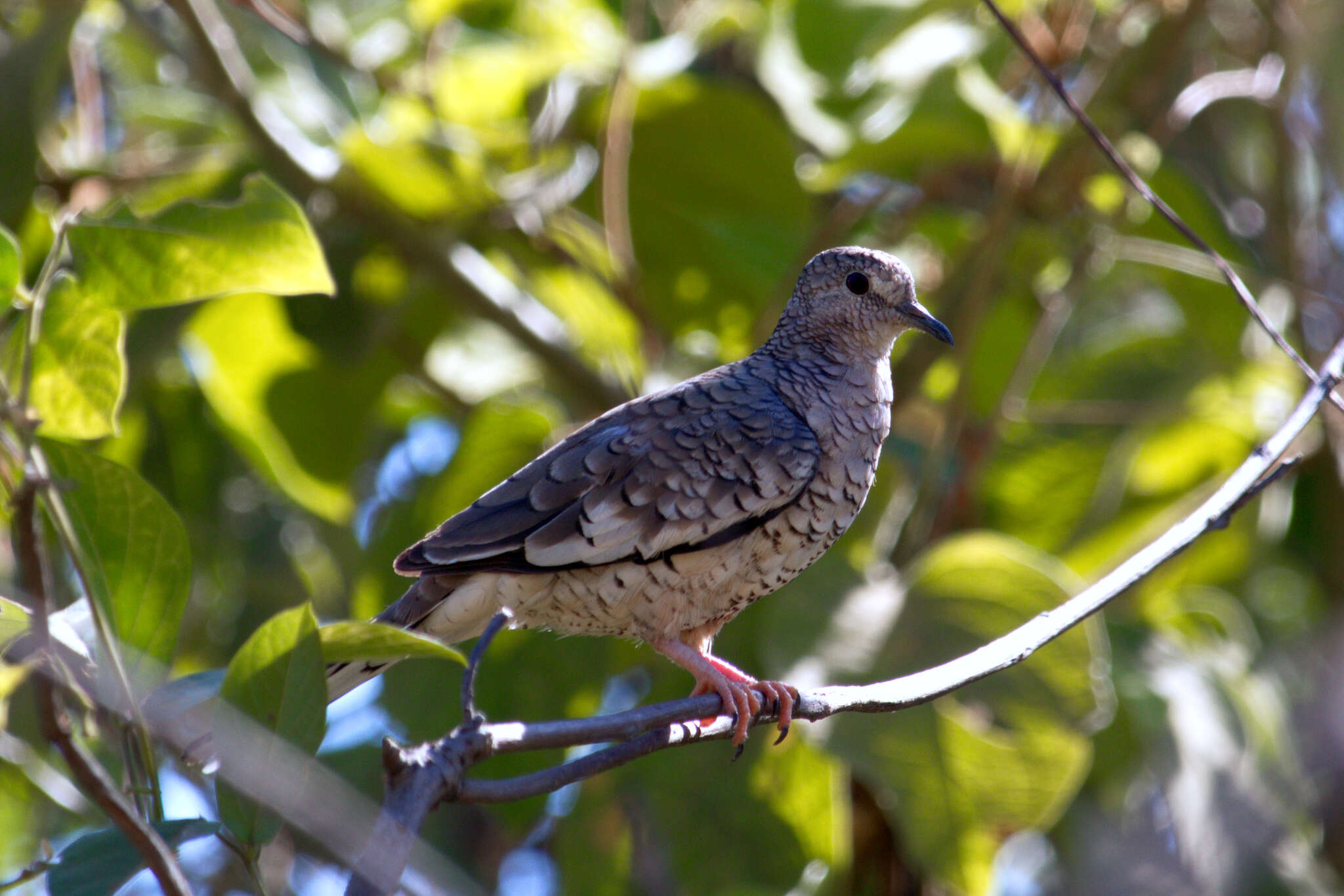 Image of Scaled Dove