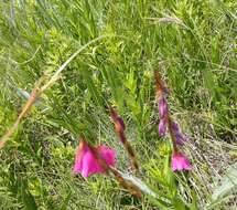 Image of Dierama formosum Hilliard