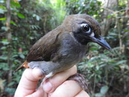 Image of Black-faced Antthrush