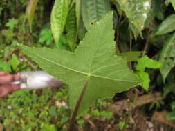 Image of Hydrocotyle quinqueloba Ruiz & Pav.