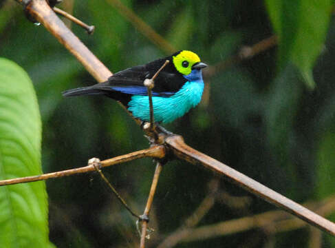 Image of Paradise Tanager