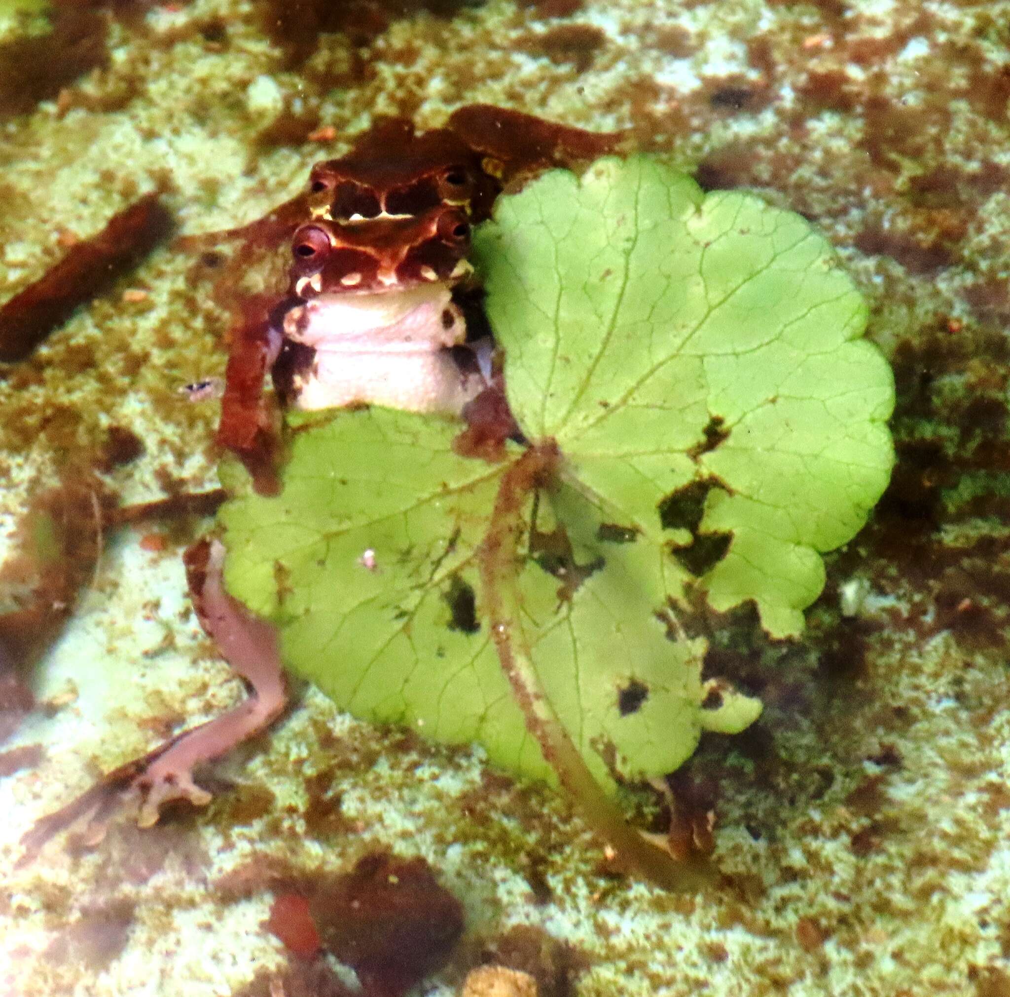 Image de Dendropsophus luteoocellatus (Roux 1927)