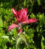 Image of Castilleja rhexifolia Rydb.