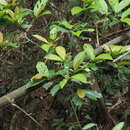 Image of Ficus benguetensis Merr.