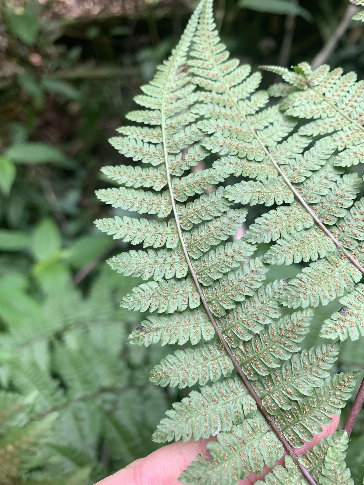 Слика од Cornopteris banajaoensis (C. Chr.) K. Iwats. & M. G. Price