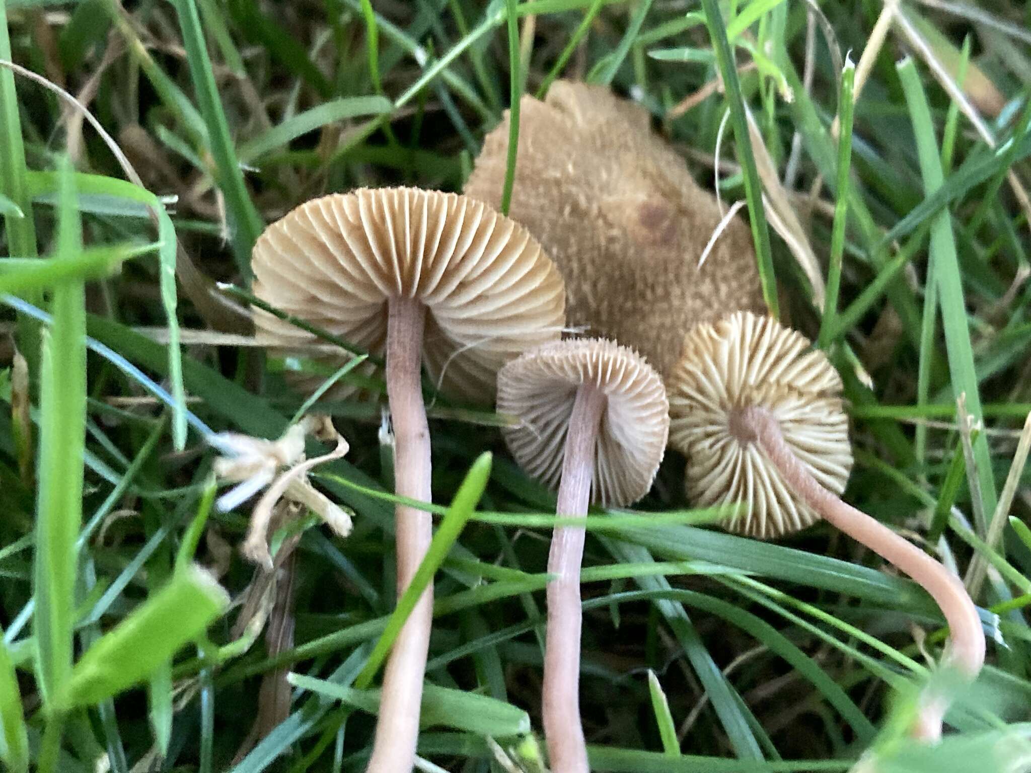 Image of Inocybe calospora Quél. 1881