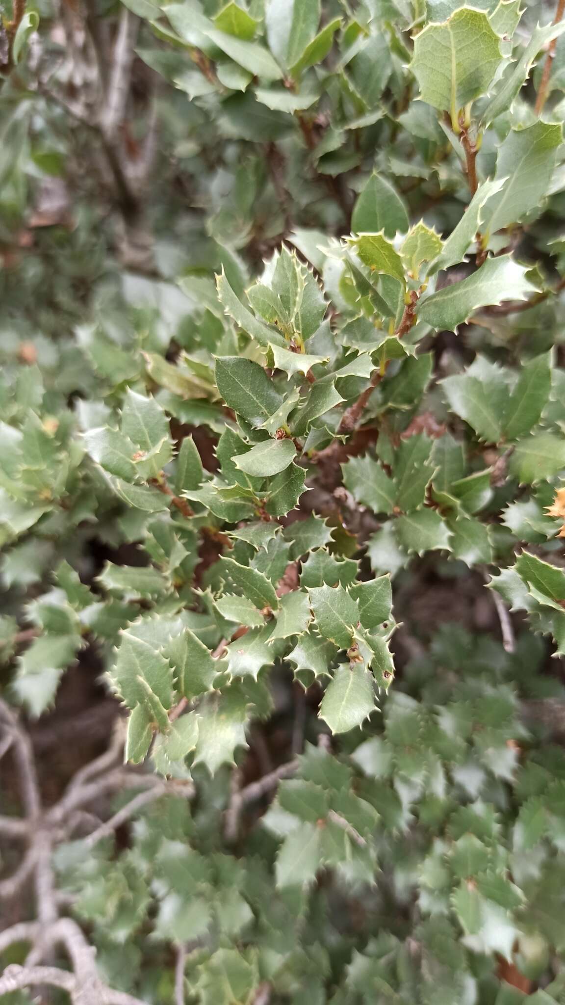 Image of Cedros Island Oak