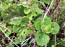 <i>Coleus hadiensis</i>的圖片