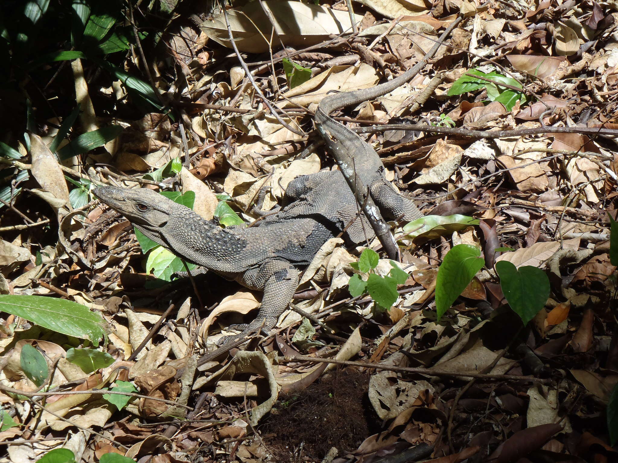 Слика од Varanus rudicollis (Gray 1845)