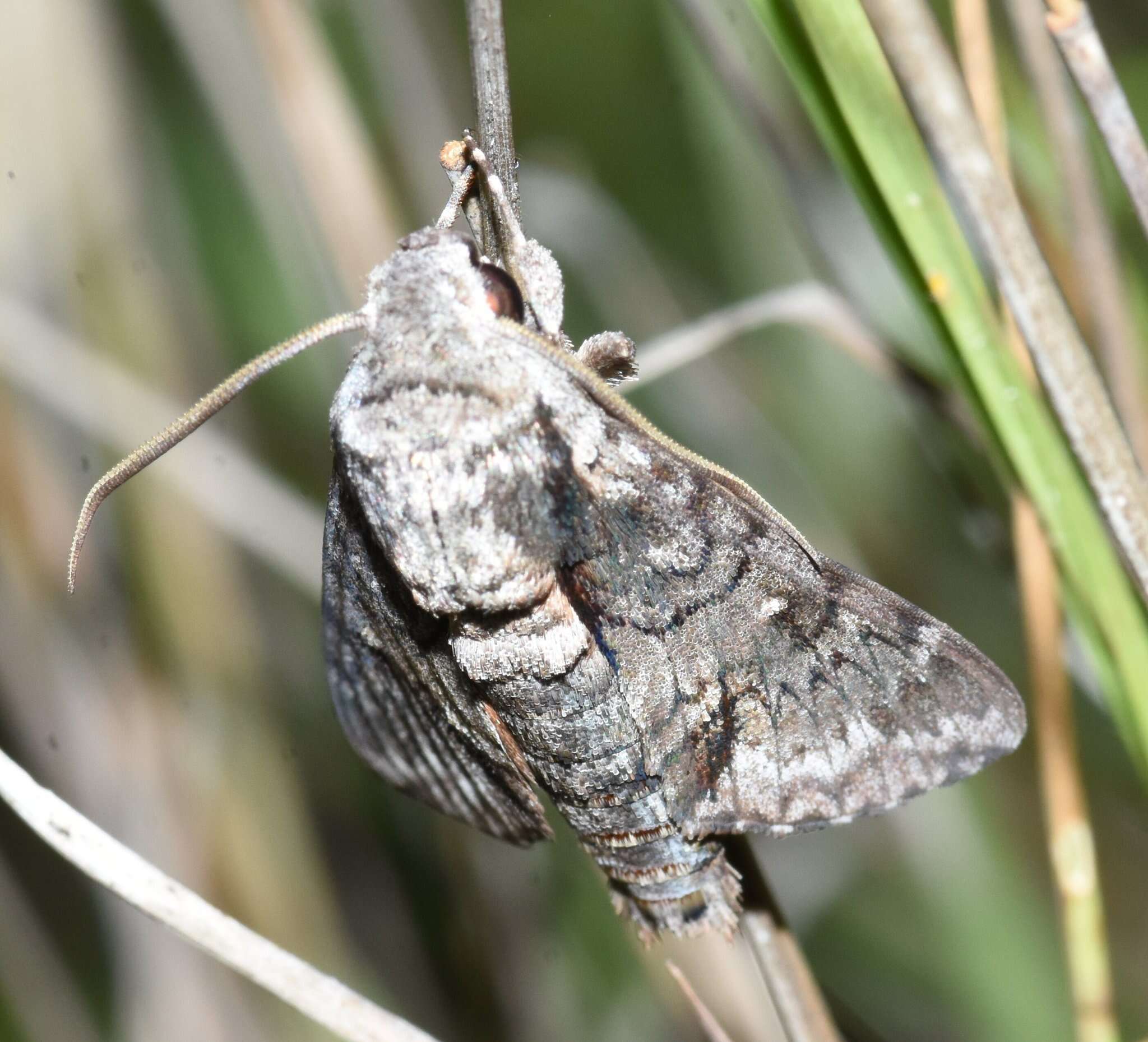 Image of Grote's sphinx