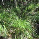 Imagem de Carex lancea (Thunb.) Baill.