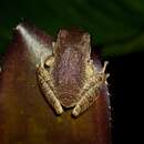 Image of Paraiba Robber Frog